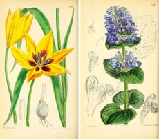 The hand-coloured plates of Curtis’s Botanical Magazine, dating back to the 19th century, are still capable of captivating readers.