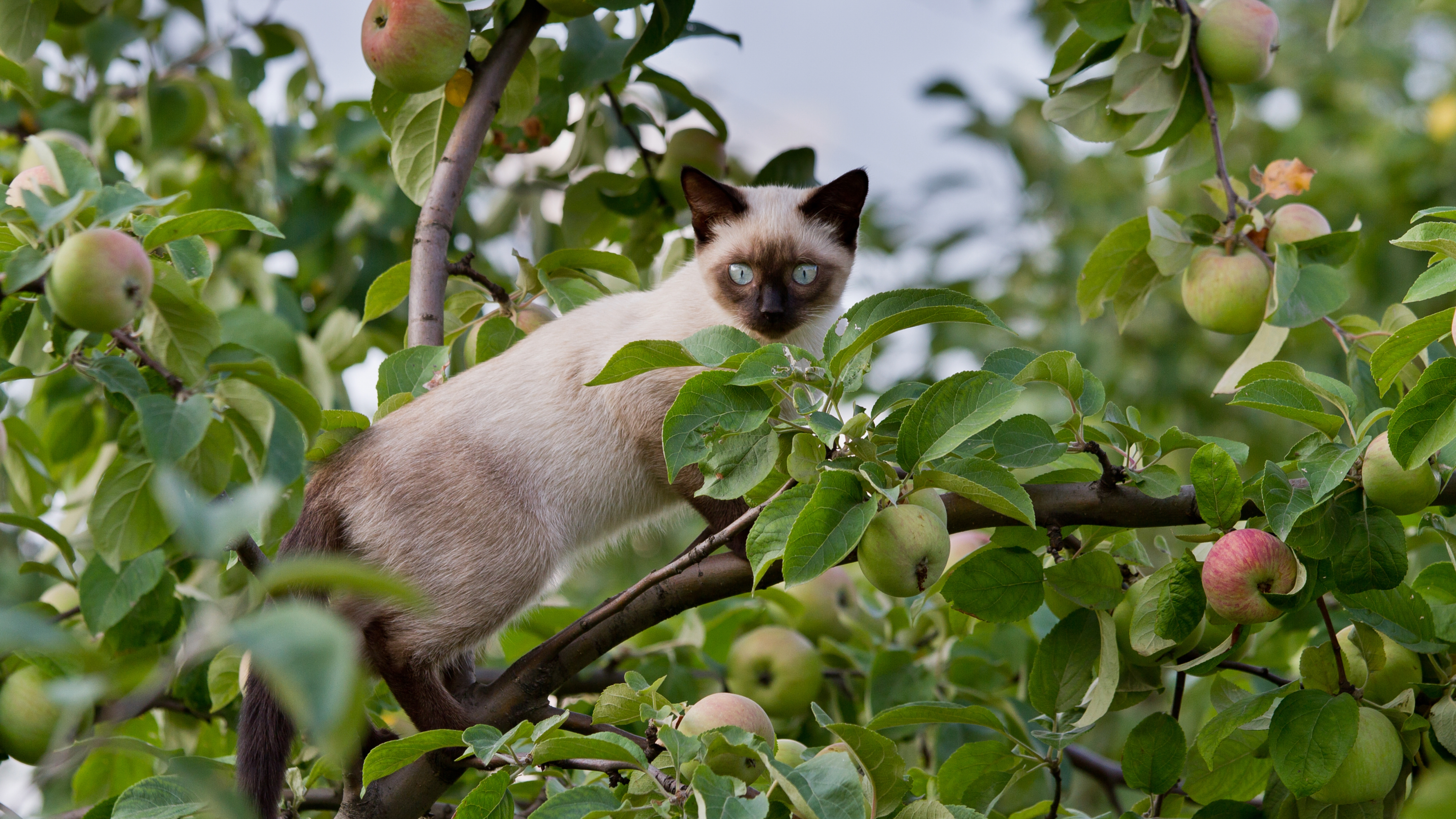 Siamese cat climbing apple tree