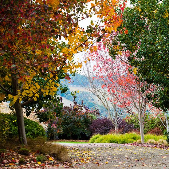 driveway with autumn tree