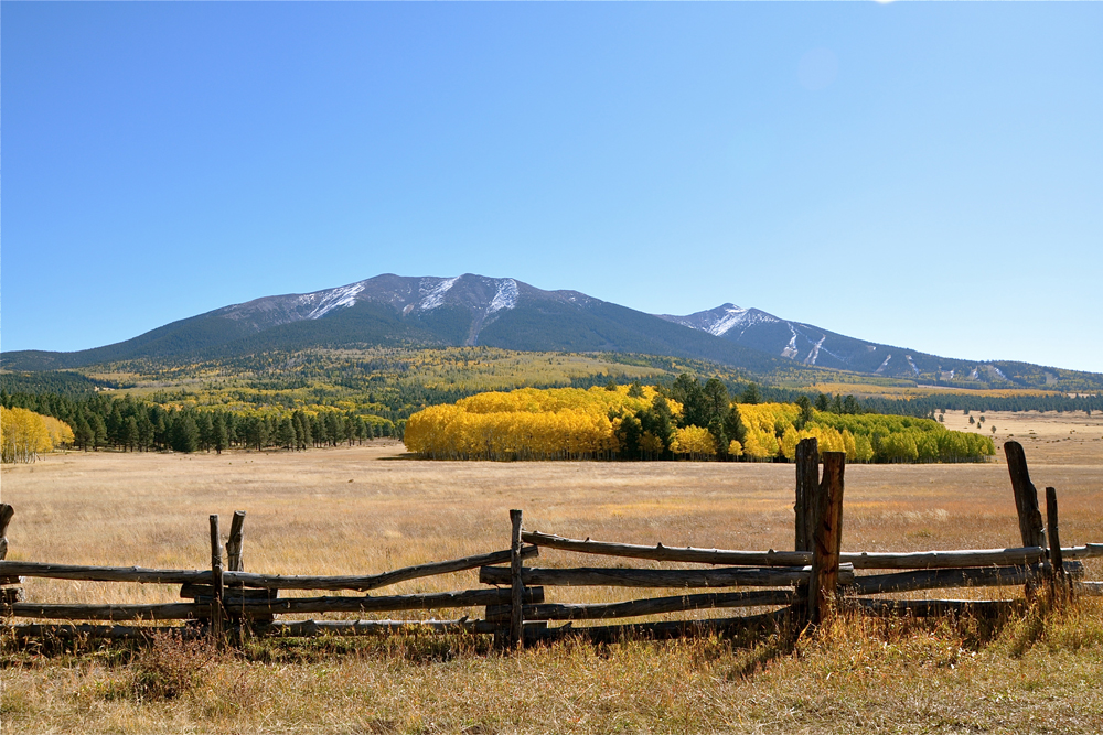 aspens, golden quaking aspen