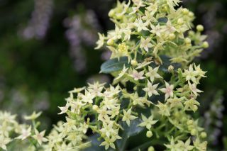 Wild Madder flowers