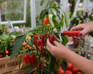 cutting peppers grown in a greenhouse