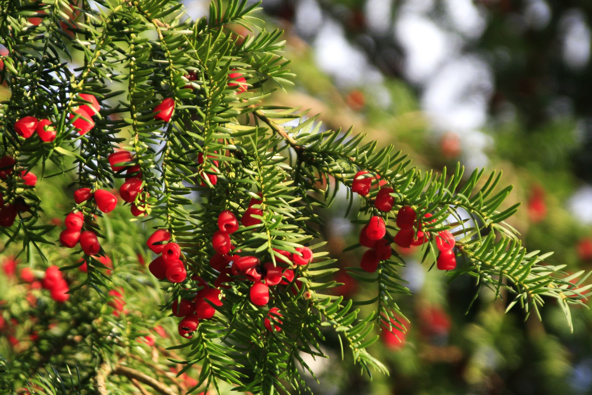 Trees with red berries our favorite red berry trees Homes & Gardens