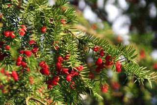 Yew tree with bright red berries