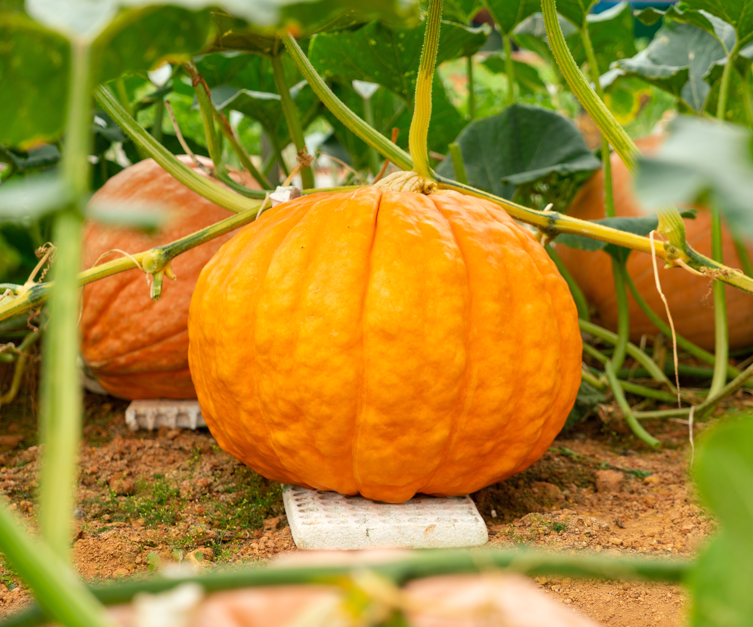 An orange pumpkin is raised off the ground as it ripens