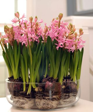 pink hyacinth bulbs in glass bowl on table indoors