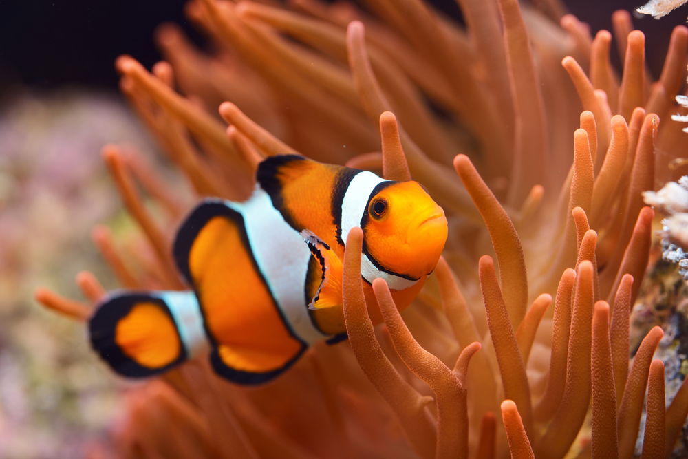 Black Clownfish In Anemone