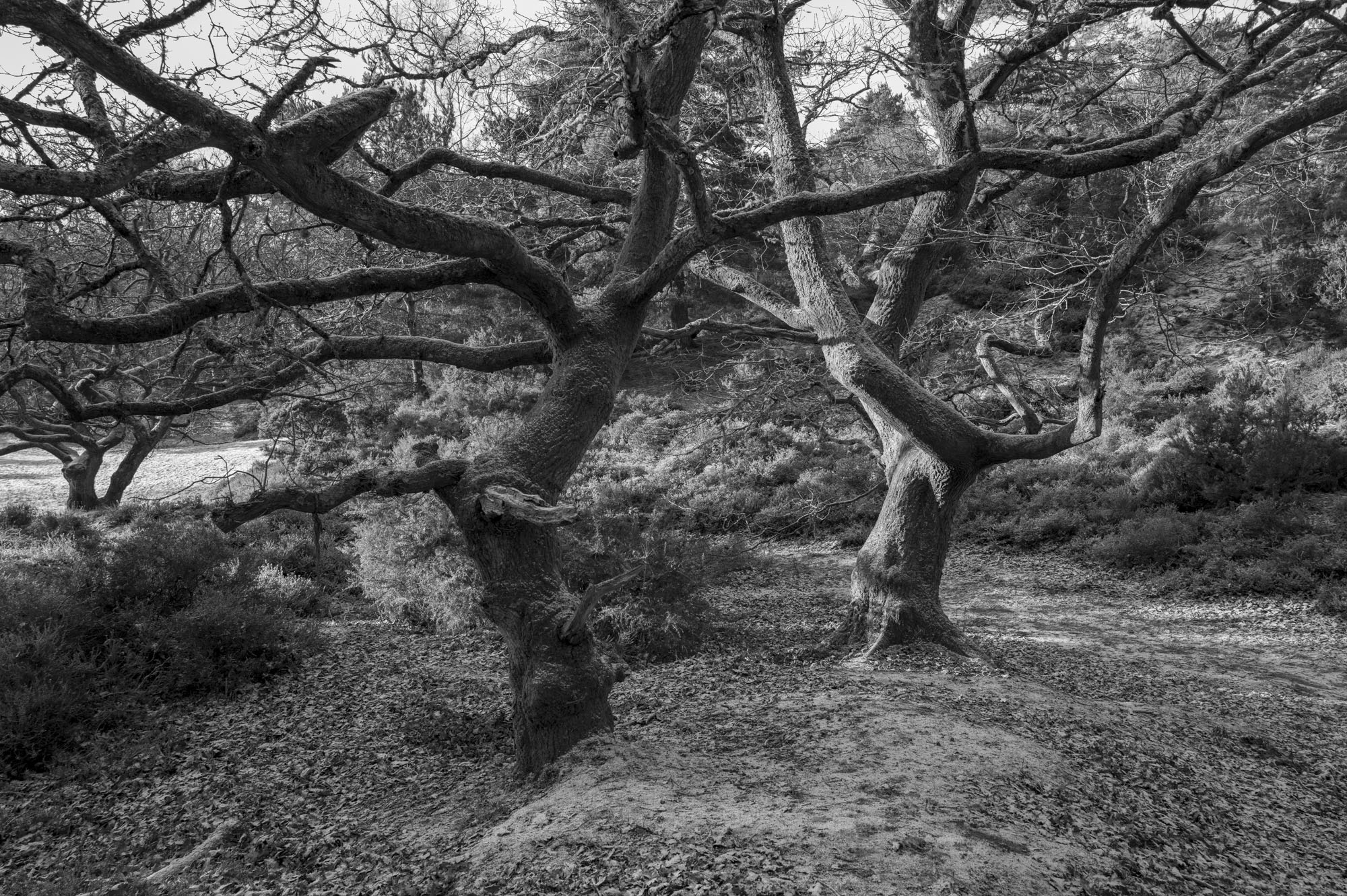 Leica Q3 Monochrom sample gallery: gnarled trees in a common