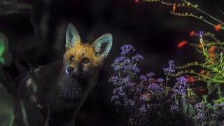 A small fox, yesterday