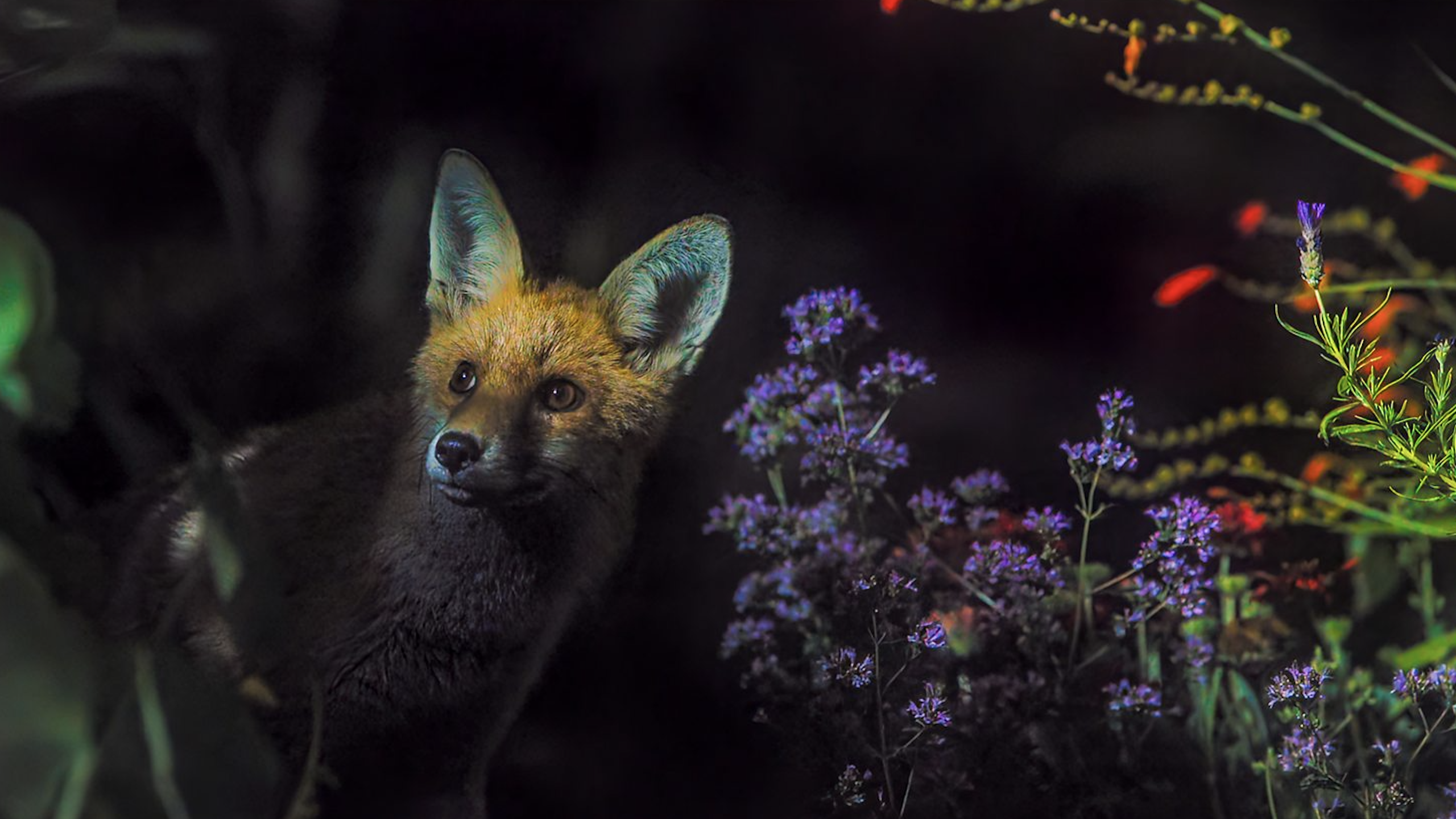 A small fox, yesterday