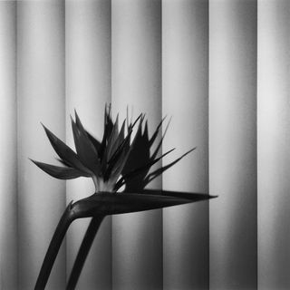 Black and white photo of flower and shadow on curtain behind