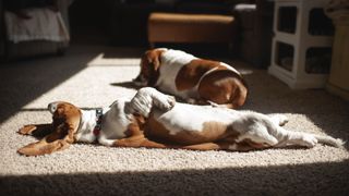 basset hounds sleeping