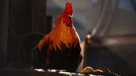 Arc Raiders rooster Scrappy 