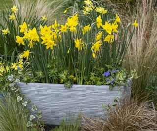 spring planter with narcissus