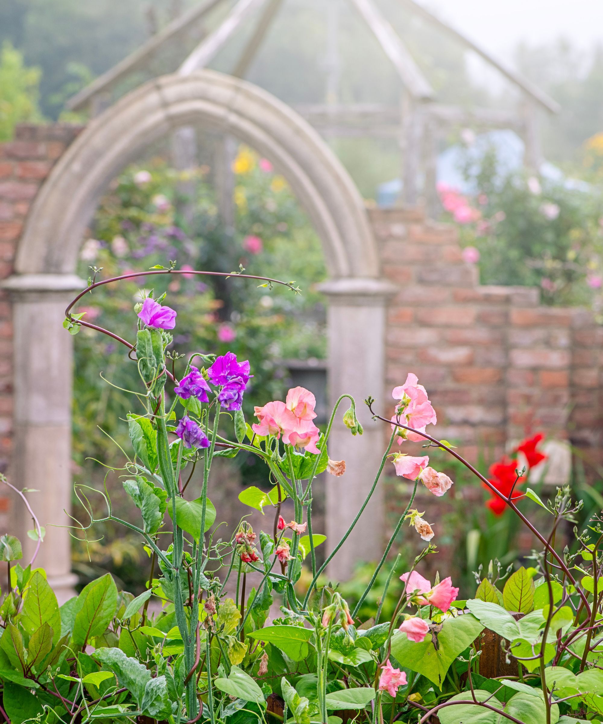 Sweet peas in a country garden
