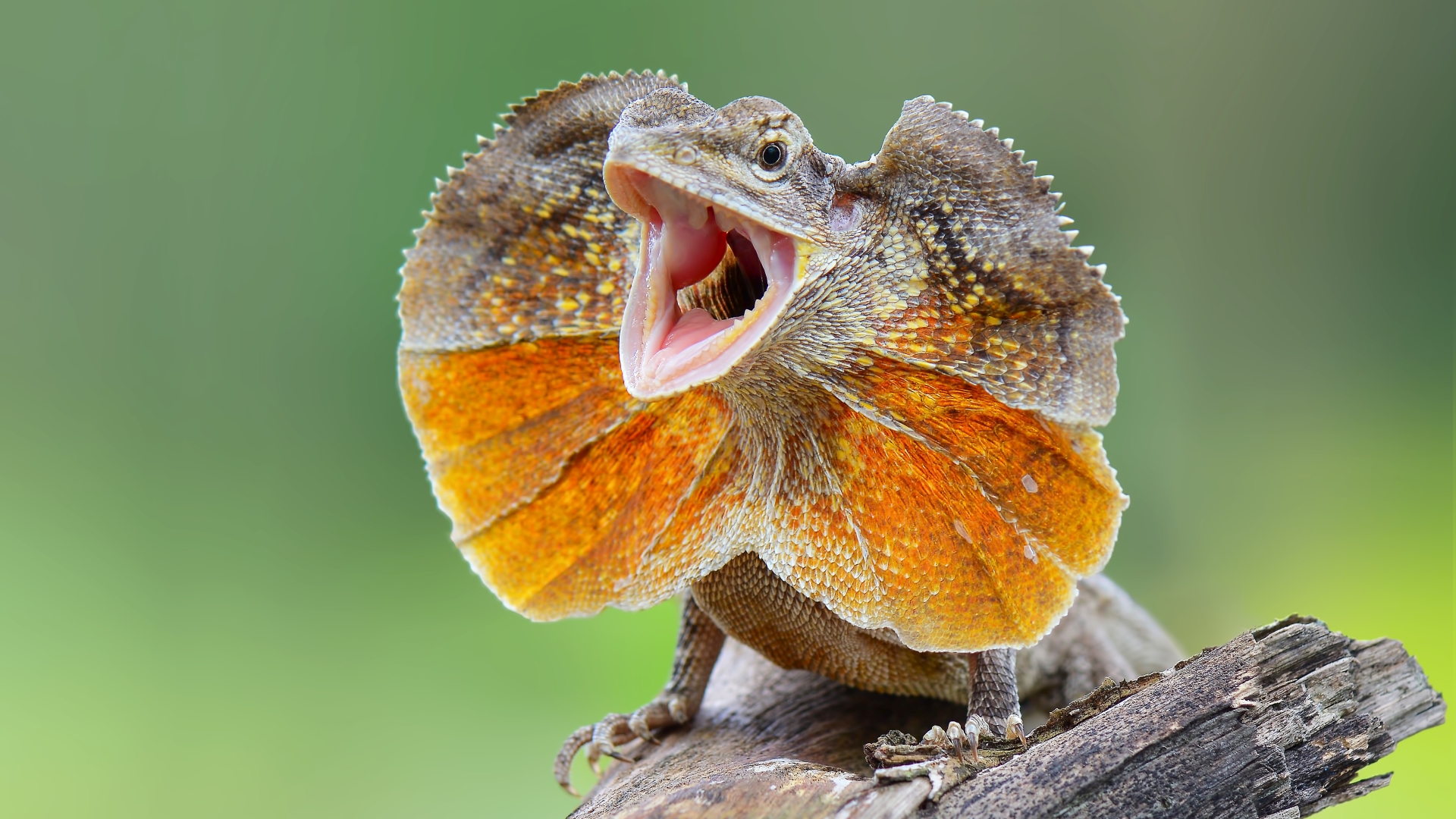 A frilled lizard in Jakarta, Indonesia.