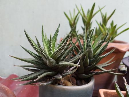 Small Potted Haworthia Plants