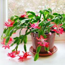 Christmas cactus (Schlumbergera) in pot