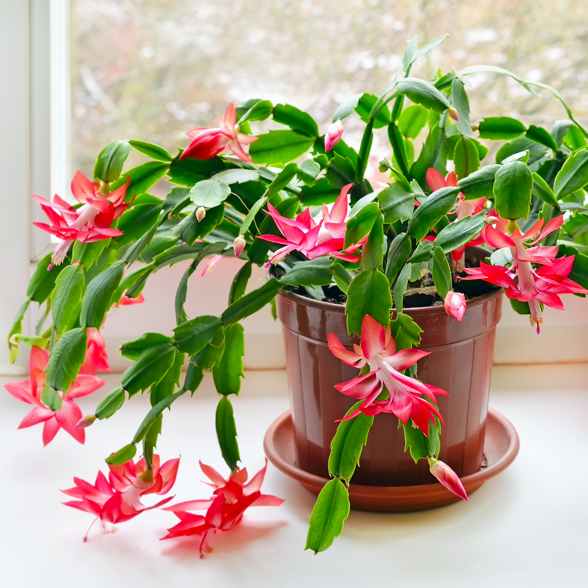 Christmas cactus (Schlumbergera) in pot