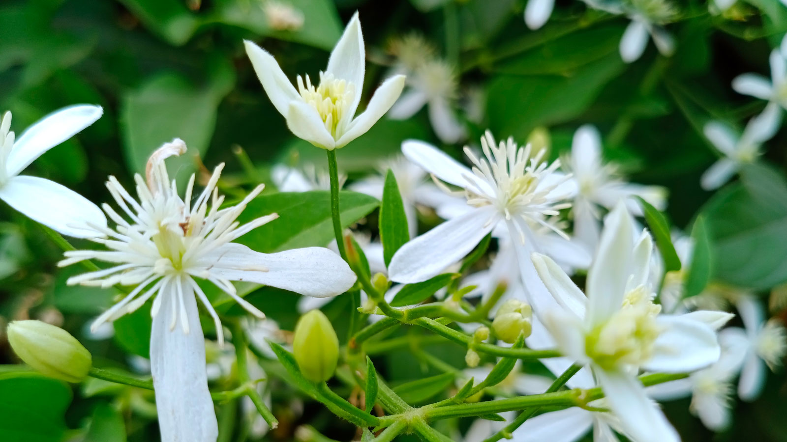 night blooming jasmine with white flowers