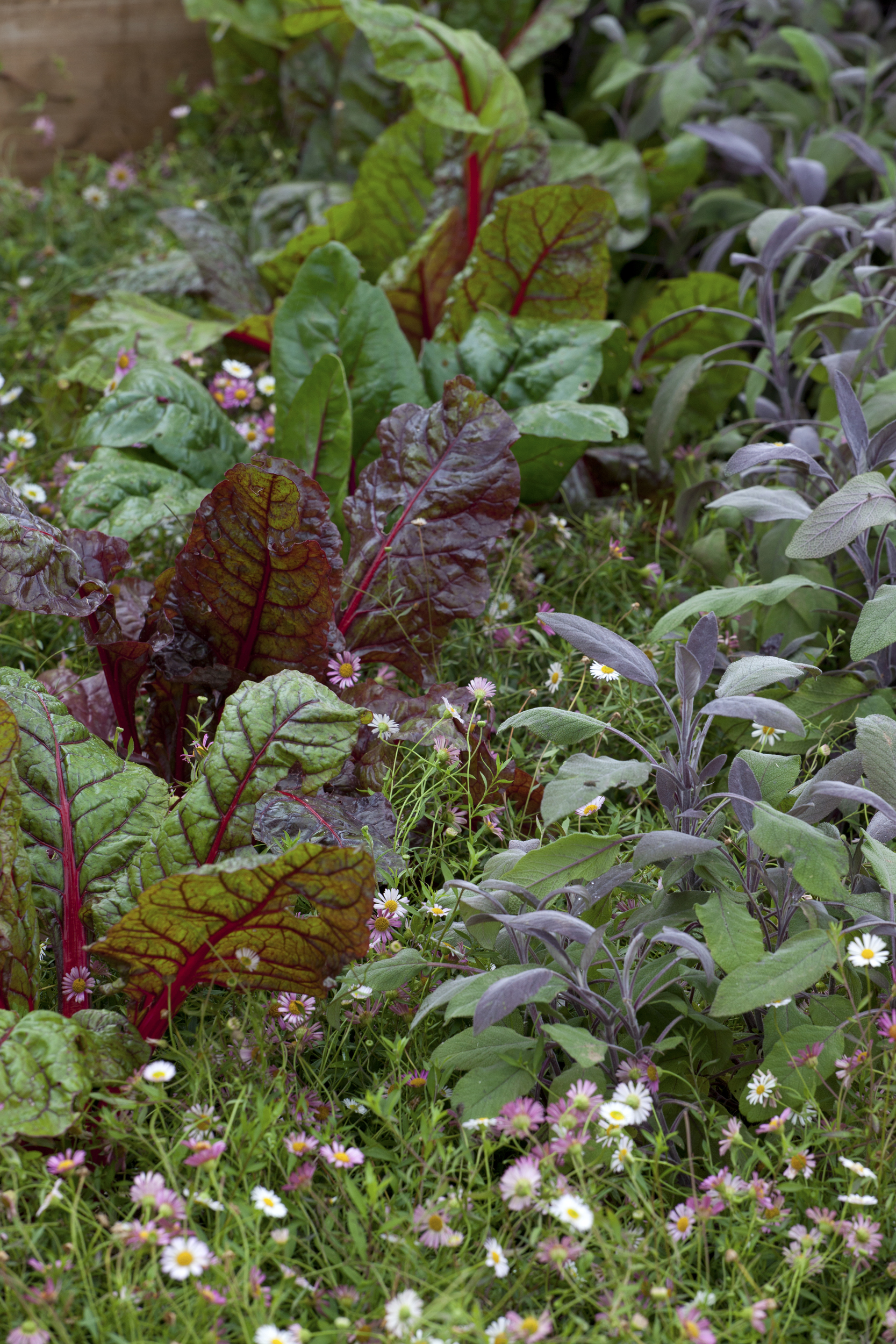 Companion planting vegetables and erigeron and erigeron