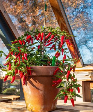 chilli Apache growing in terracotta pot in greenhouse