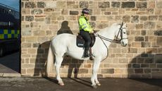 Oakwell-police-horse.jpeg