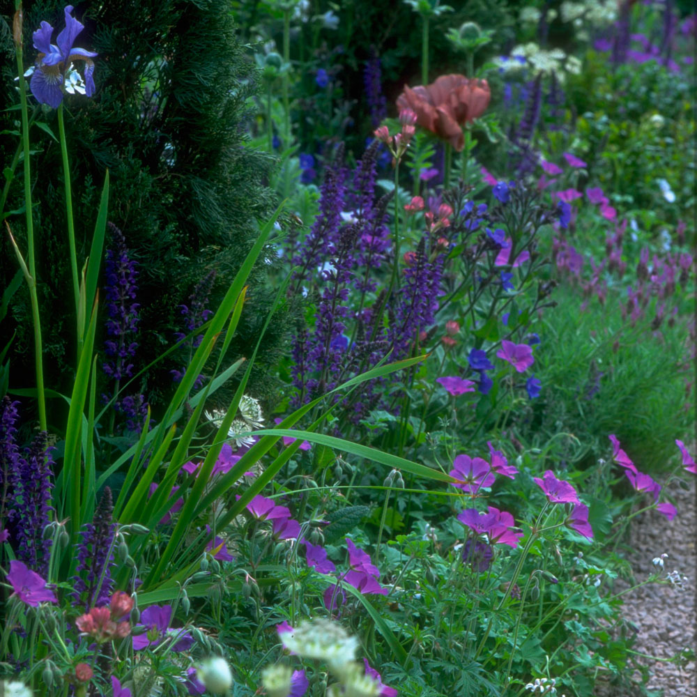 garden with blue flower and pebbles