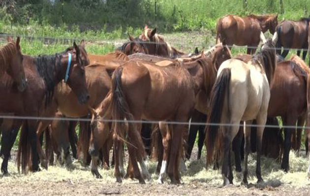 SPCA-rescued-horses-near-Conroe-622x350-4.jpg