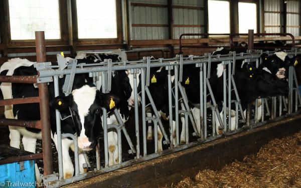 Even the young cows on Pineland Farm seemed interested in the racing.