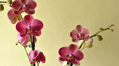 purple orchids on yellow background