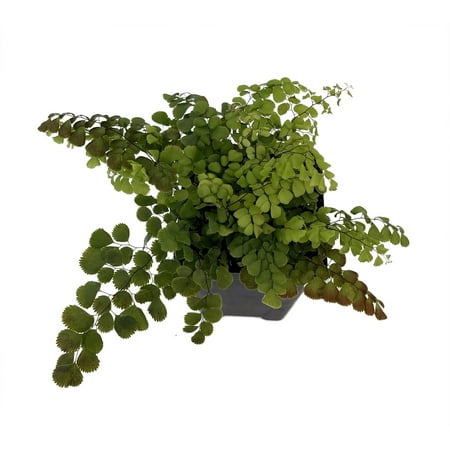 Himalayan Maidenhair Fern - Adiantum Venustum - 2.5&quot; Pot