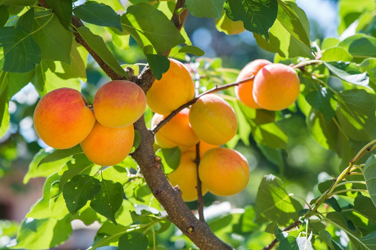 Apricots Growing on Tree