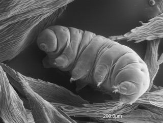 A hardy tardigrade, also known as a water bear or moss piglet. These strange micro-animals are less than half a millimeter long and live in moist environments such as moss. They're known for their incredible hardiness: A tardigrade can go without food and water for decades and then bounce back with no harm done.