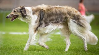 Borzoi, russian greyhound