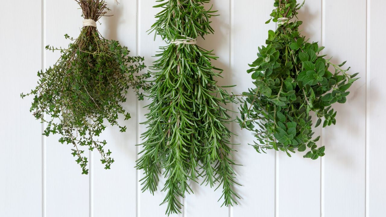 Bunches of fresh herbs hanging over white timber. Includes thyme, rosemary and oregano.