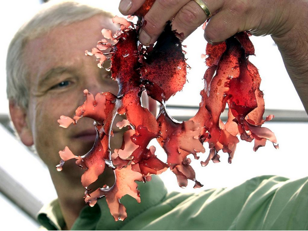 The seaweed that tastes like bacon