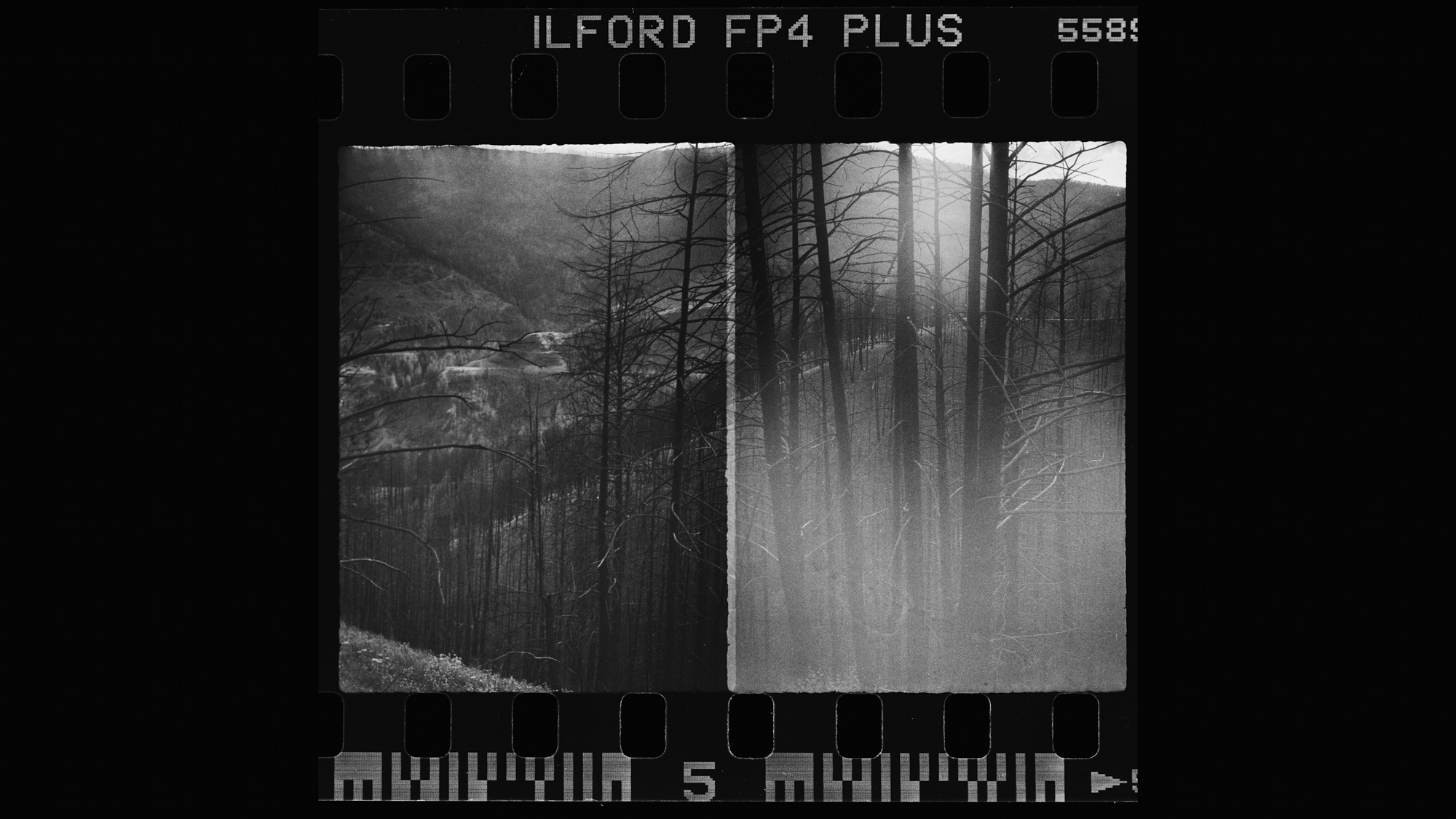 Alfie Tych camera black and white film scan diptic of trees