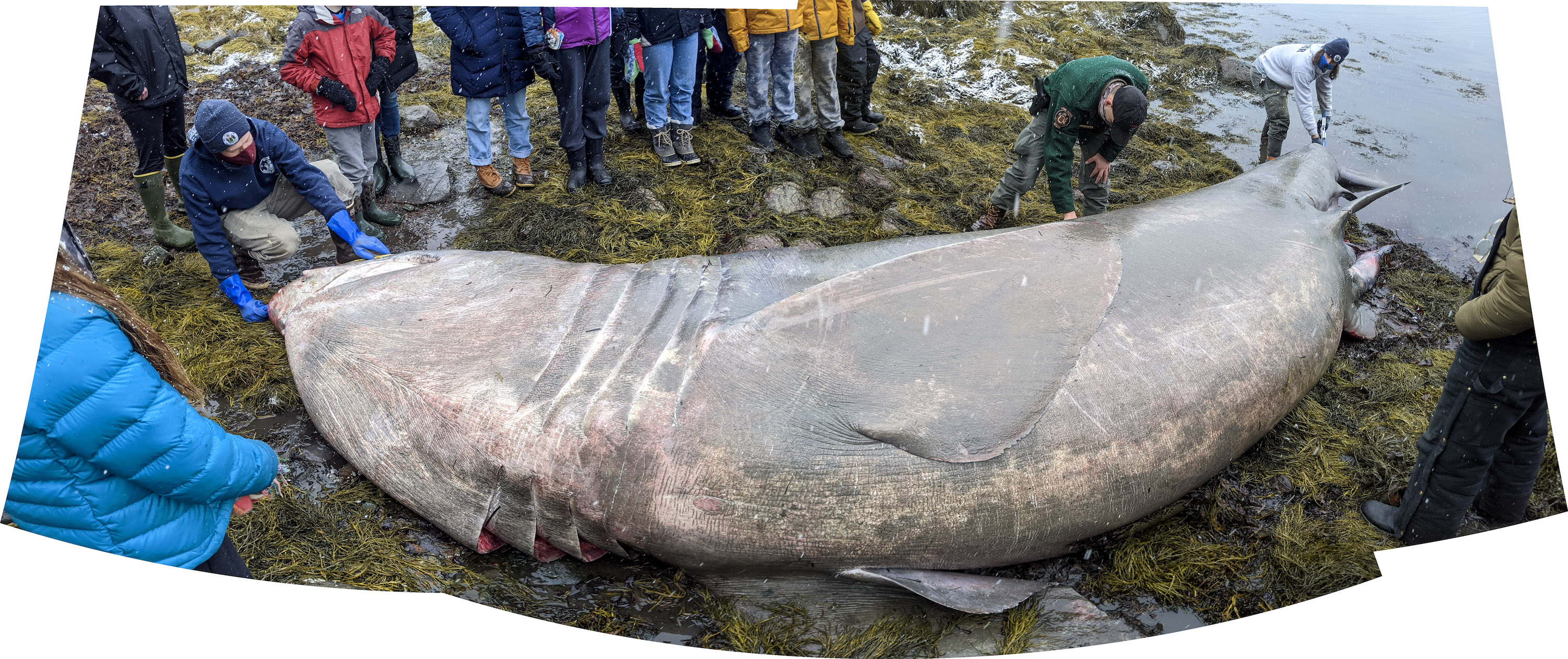 Tiburón peregrino del tamaño de un camioneta apareció en una playa de Maine.