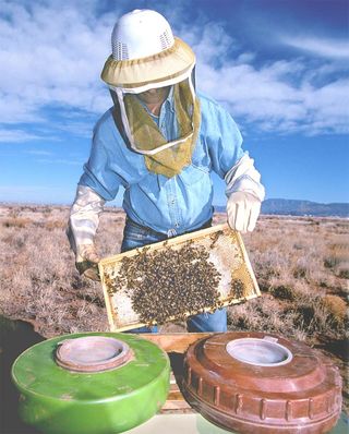 beekeeper training honeybees