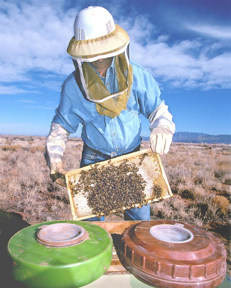 beekeeper training honeybees