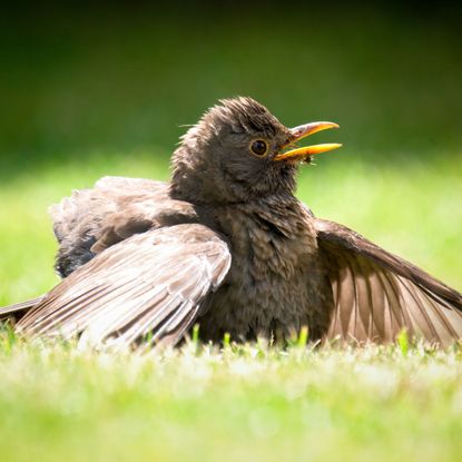 anting bird spreading wings on garden lawn