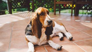 Basset hound sitting on porch