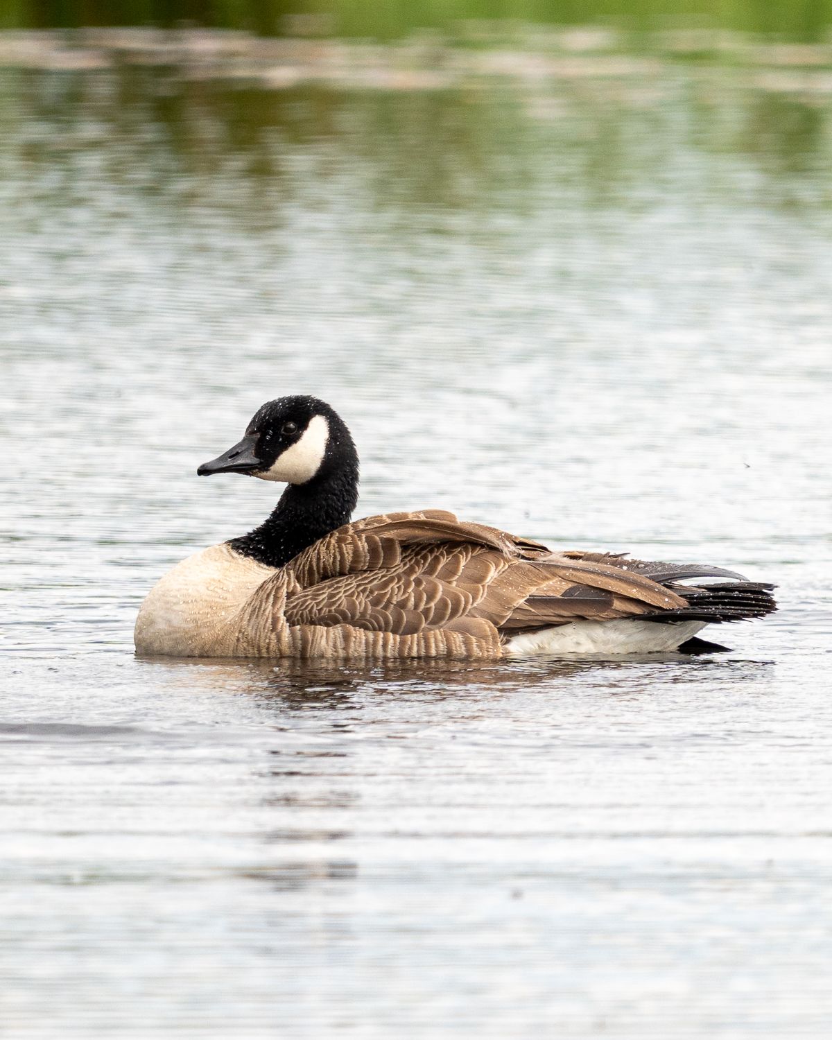 canada goose on a pond