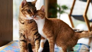 A ginger cat and ginger kitten being affectionate towards each other