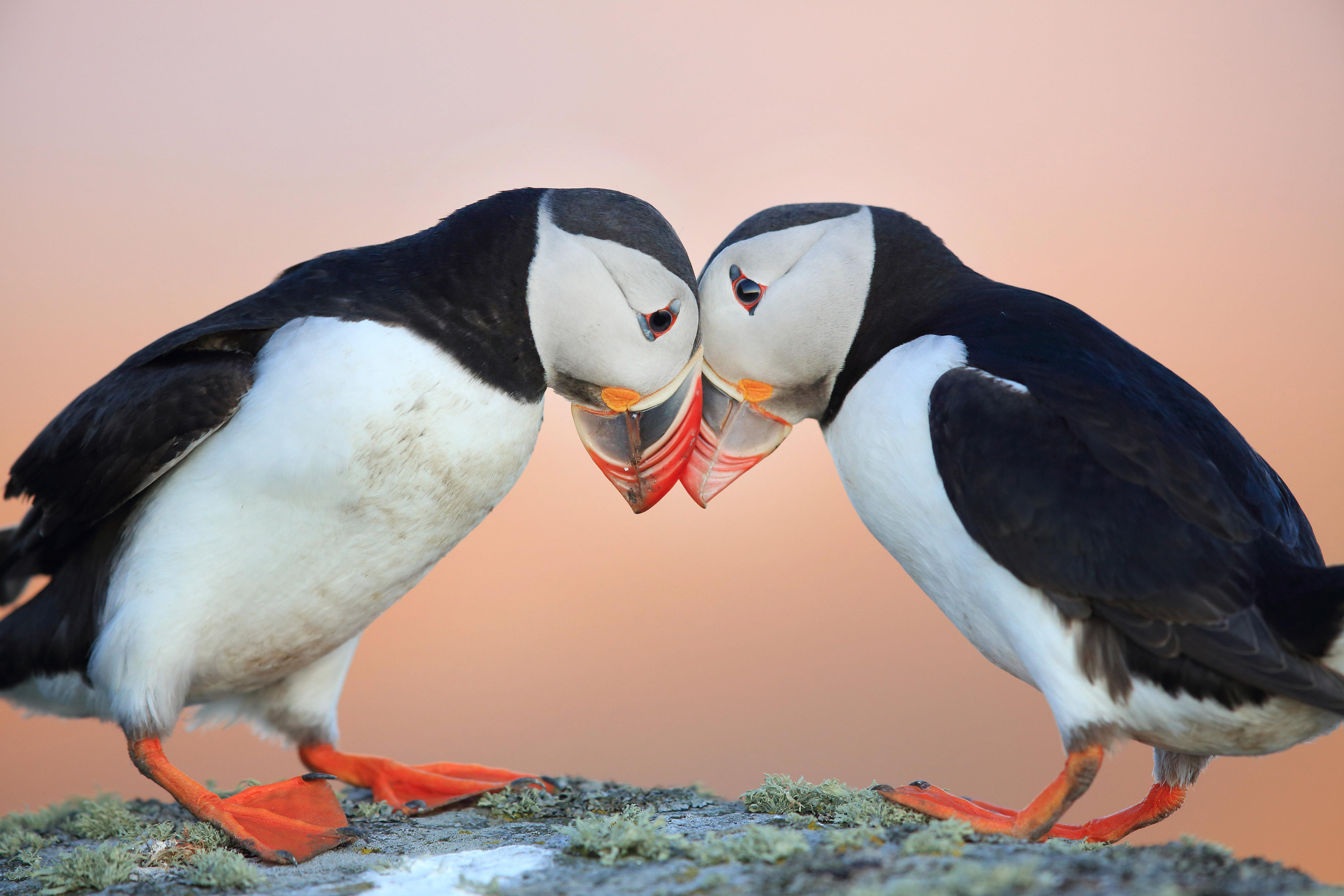 Two puffins