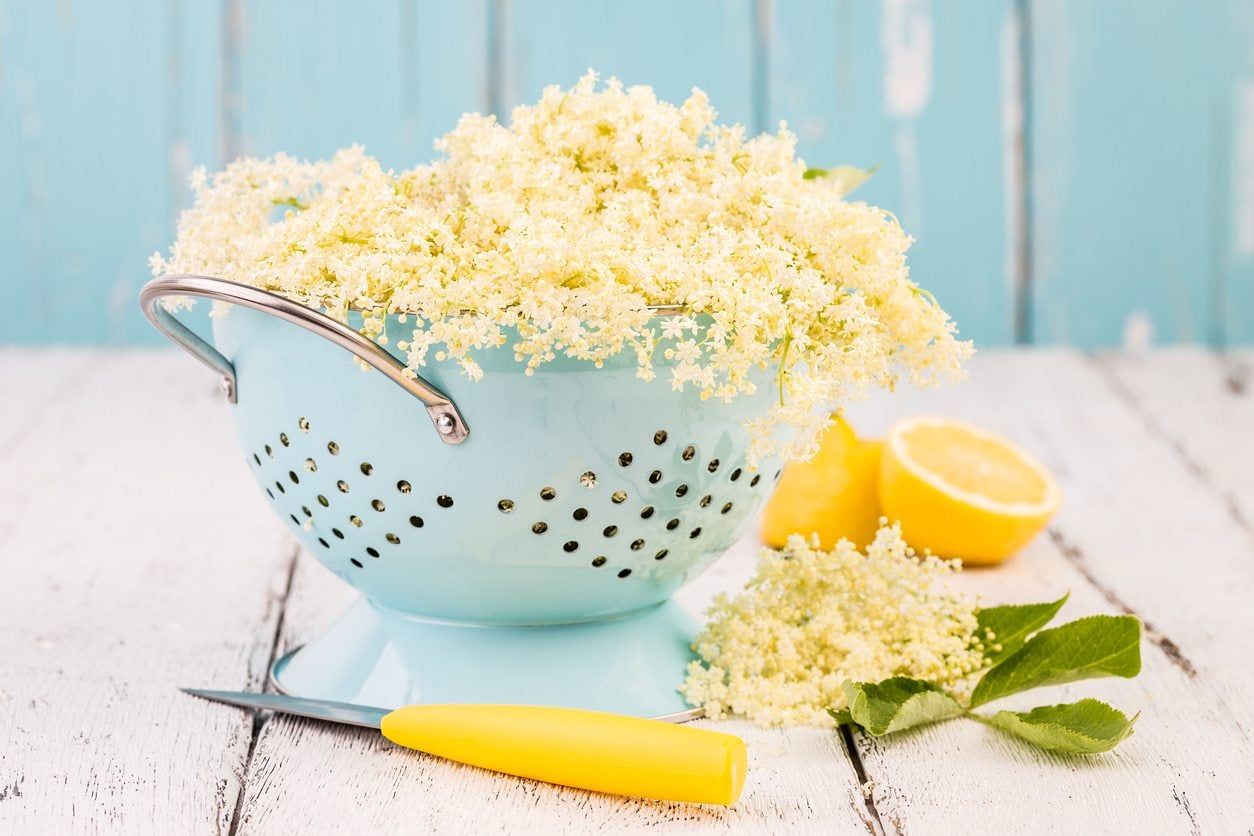 Blue Colander Full Of Elderflowers