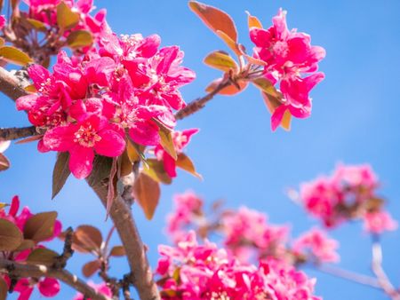 Pink Flowered Royal Raindrops Tree