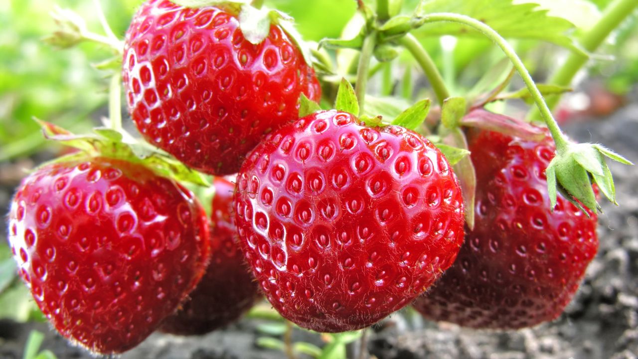 A close up of four ripe red strawberries