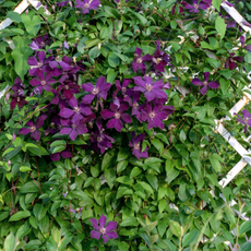Dark purple clematis flowers on a white garden grate.